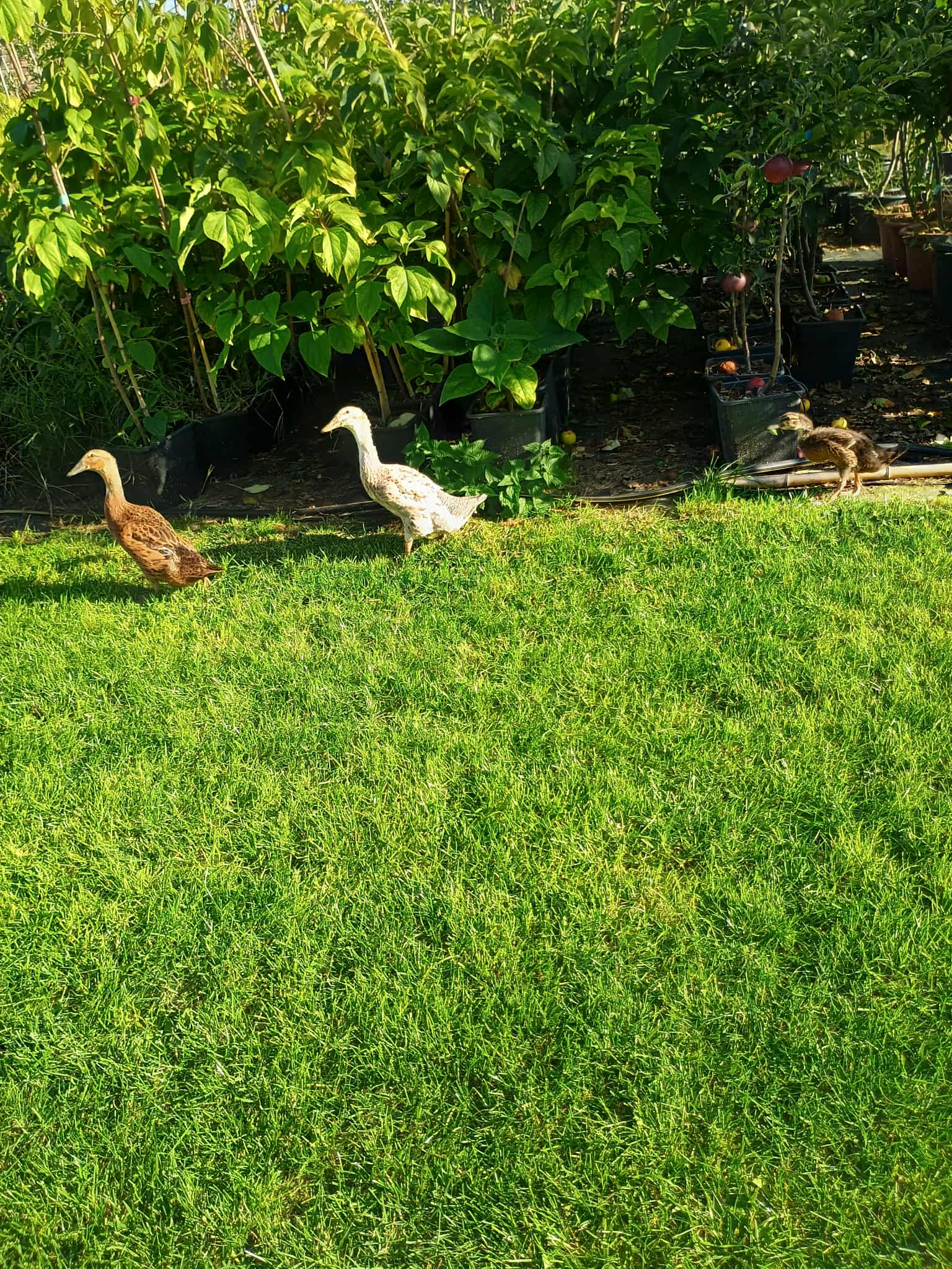 Kertészet tulajdonosai mosolyogva a növények között