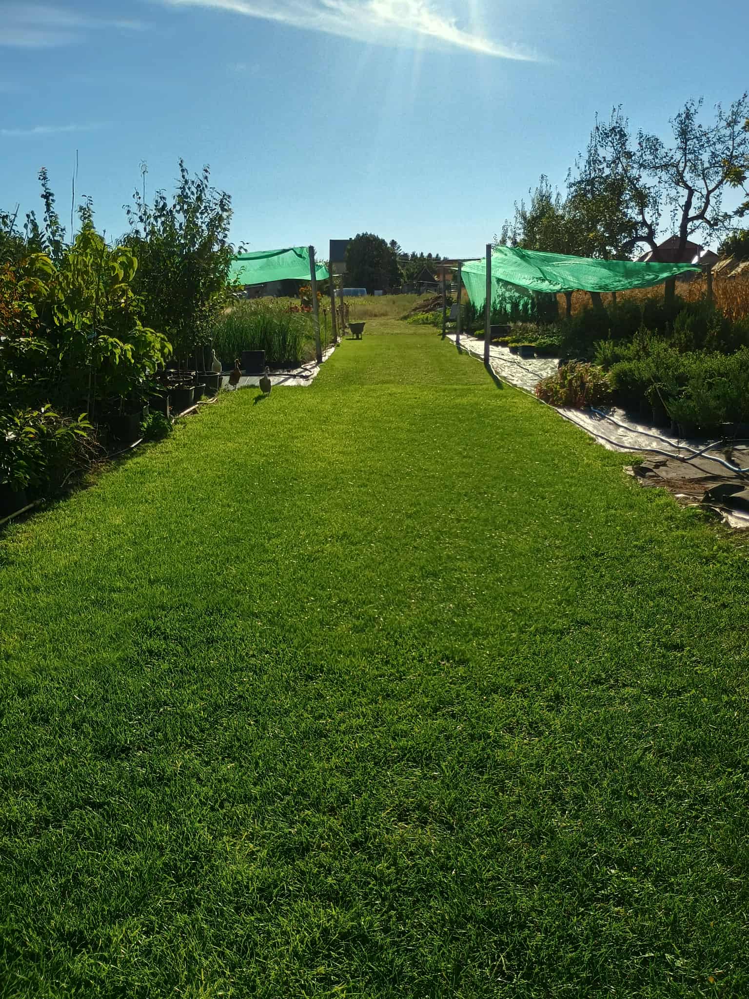 Családi kertészetünk üvegháza tele gyönyörű növényekkel