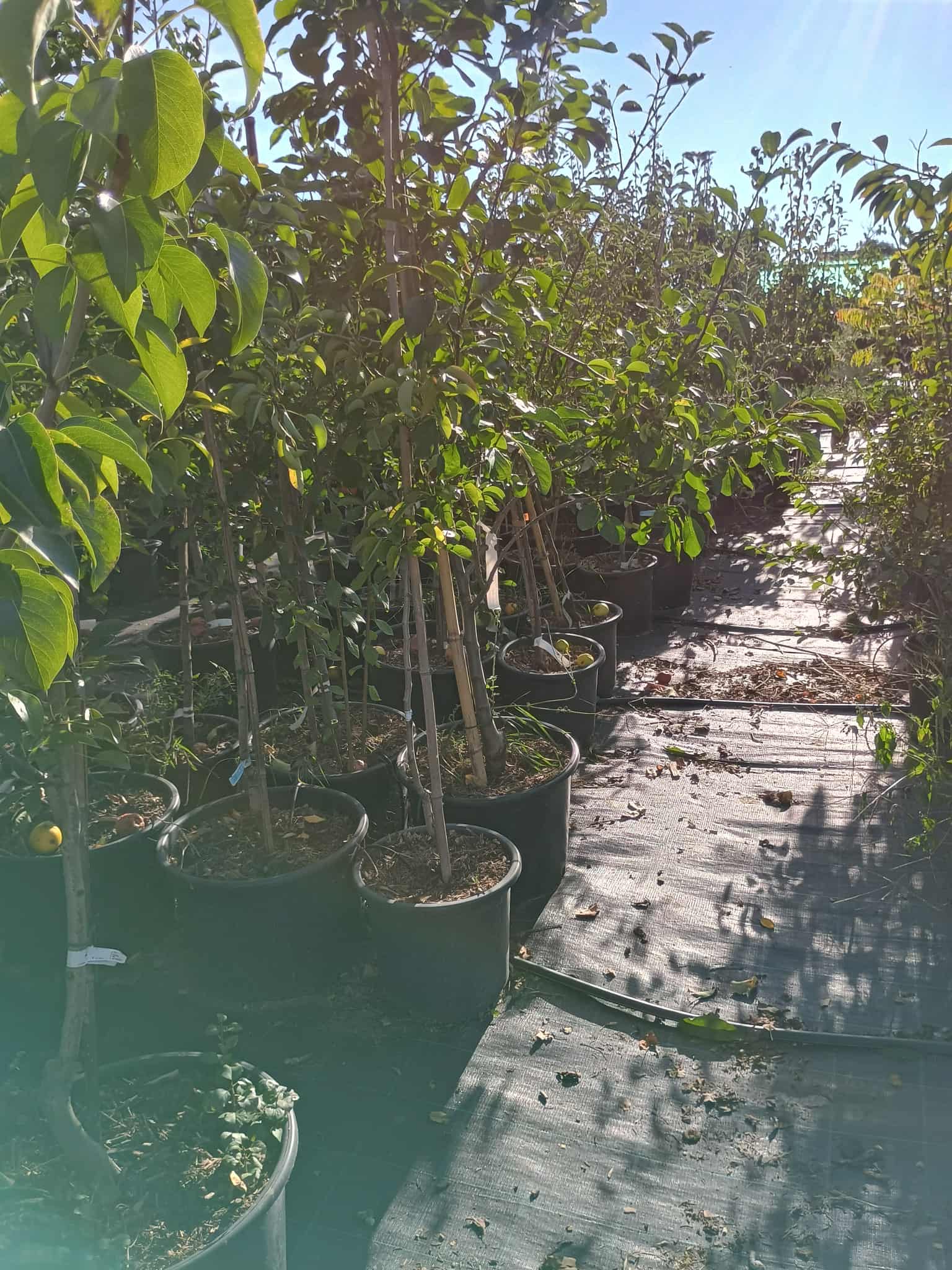 Friss gyümölcsfák a kertészetben, különböző fajtákkal