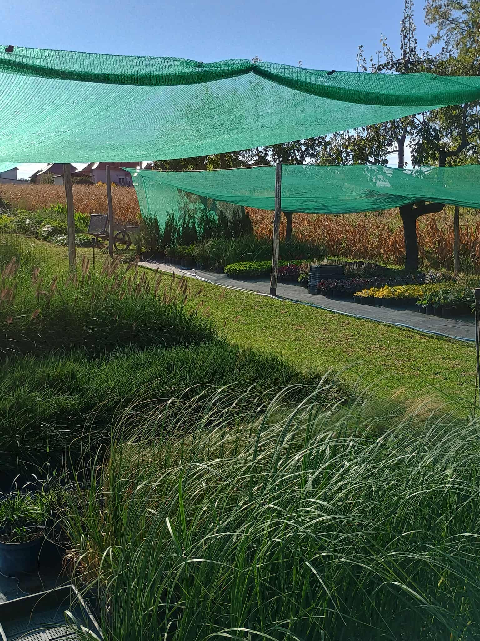 Faiskola területe különböző méretű fákkal és cserjékkel