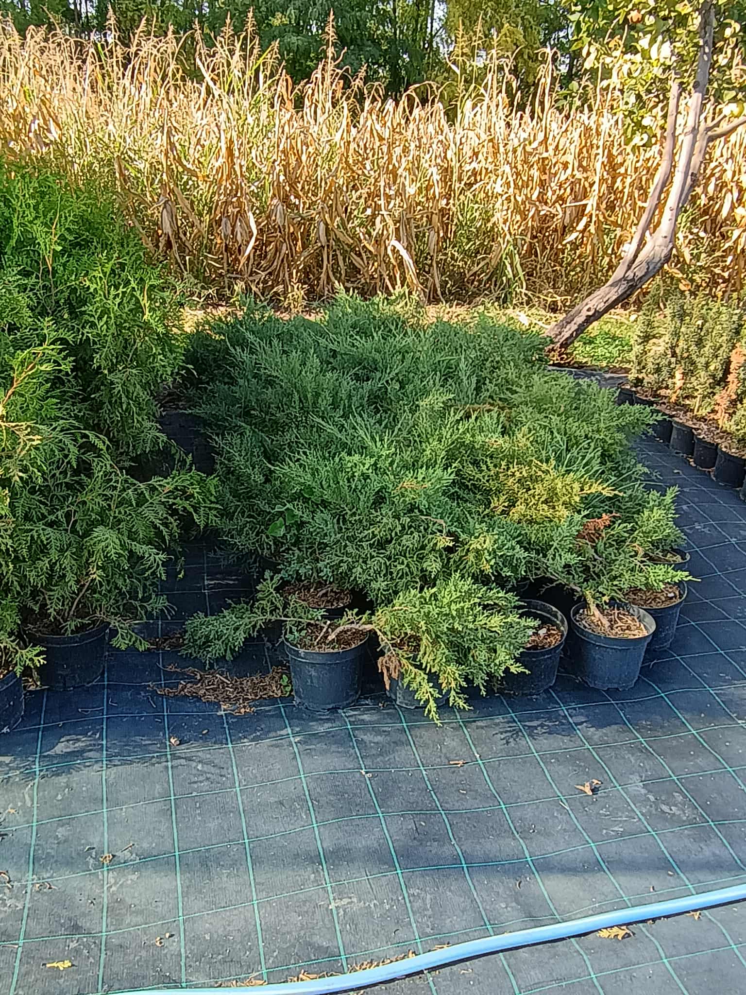 Ficus Lyrata hegedűlevelű növény magas, karcsú törzzsel