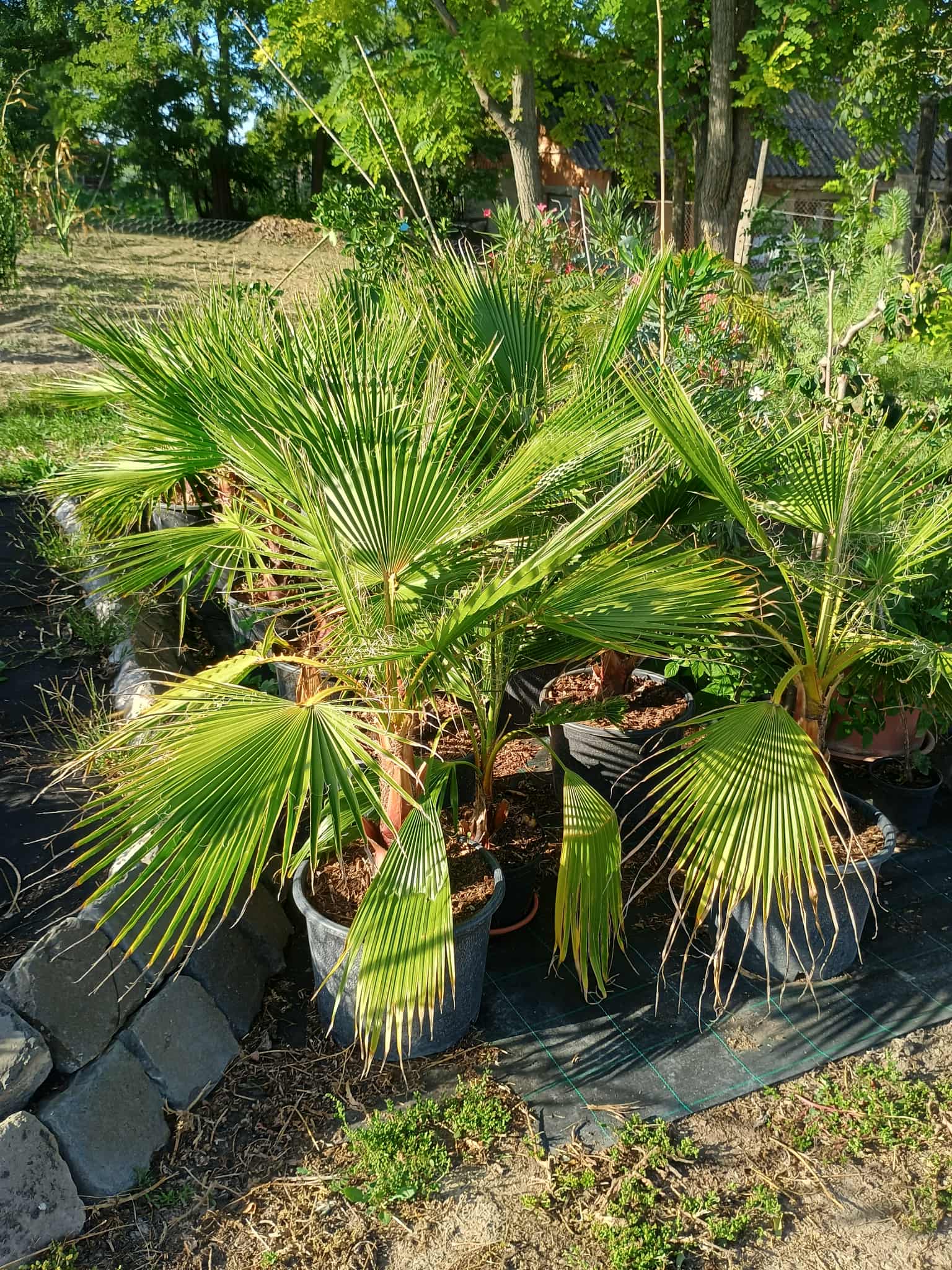 Monstera Deliciosa növény nagy, lyukas levelekkel fehér cserépben