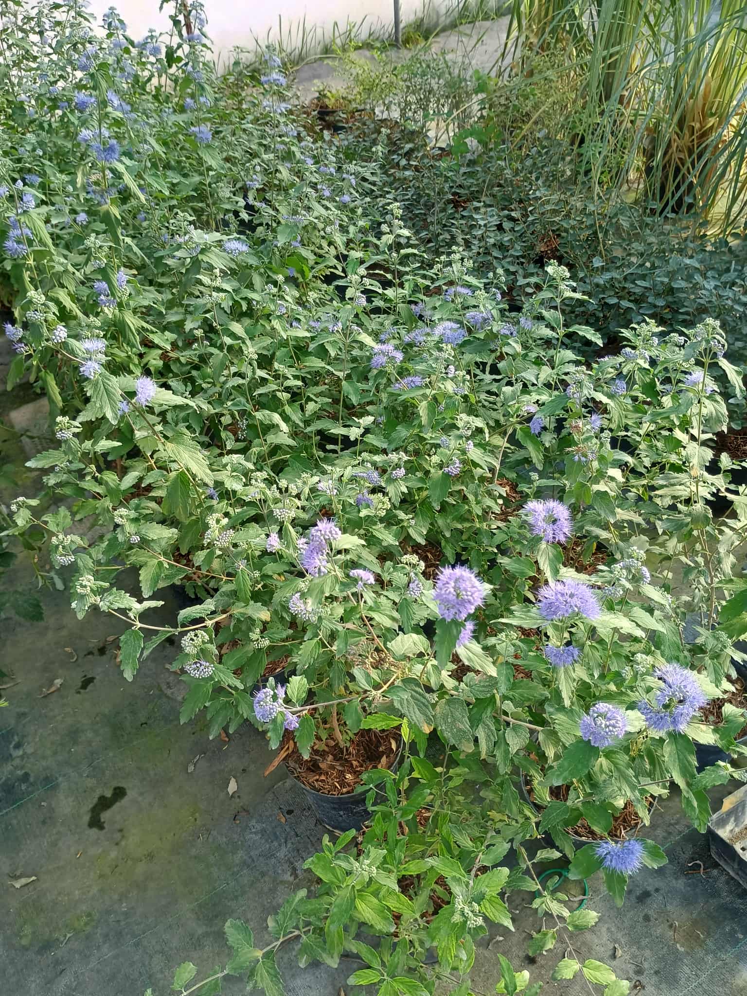 Békebeli növény fehér virágokkal és sötétzöld levelekkel