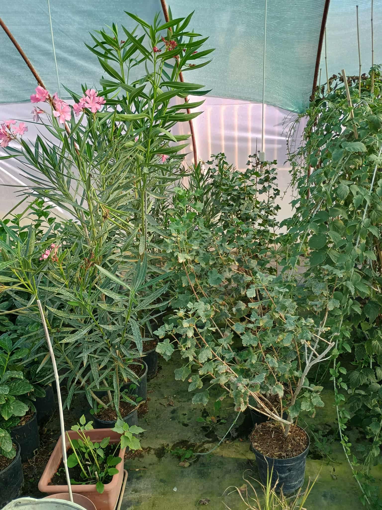 Philodendron Brasil kúszónövény sárga-zöld tarka levelekkel