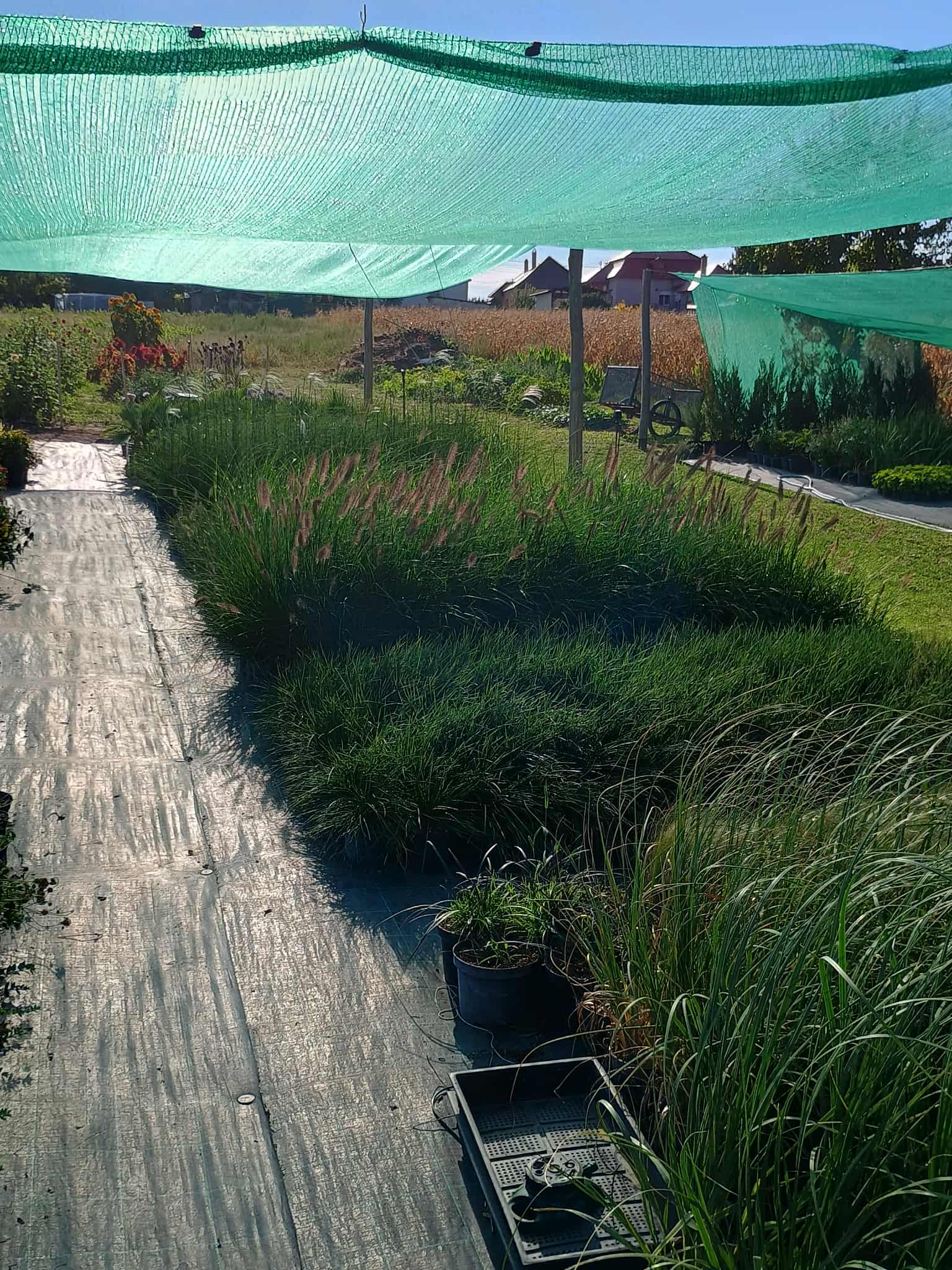 Arany Pothos kúszónövény sárga-zöld tarka levelekkel