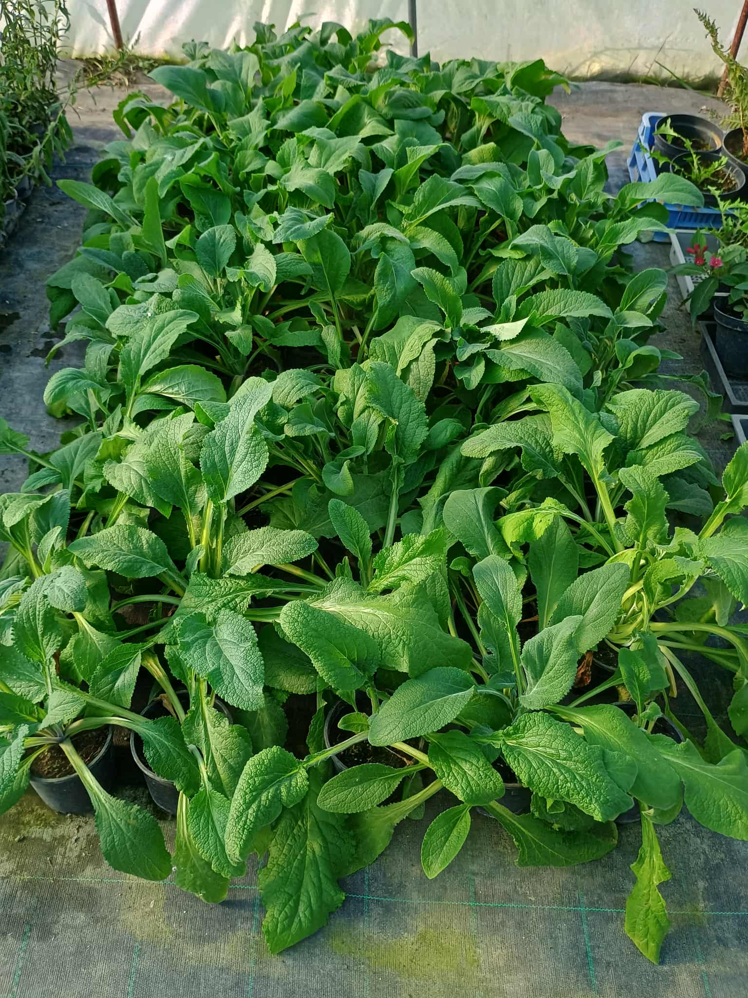 Gumifa növény nagy, fényes zöld levelekkel