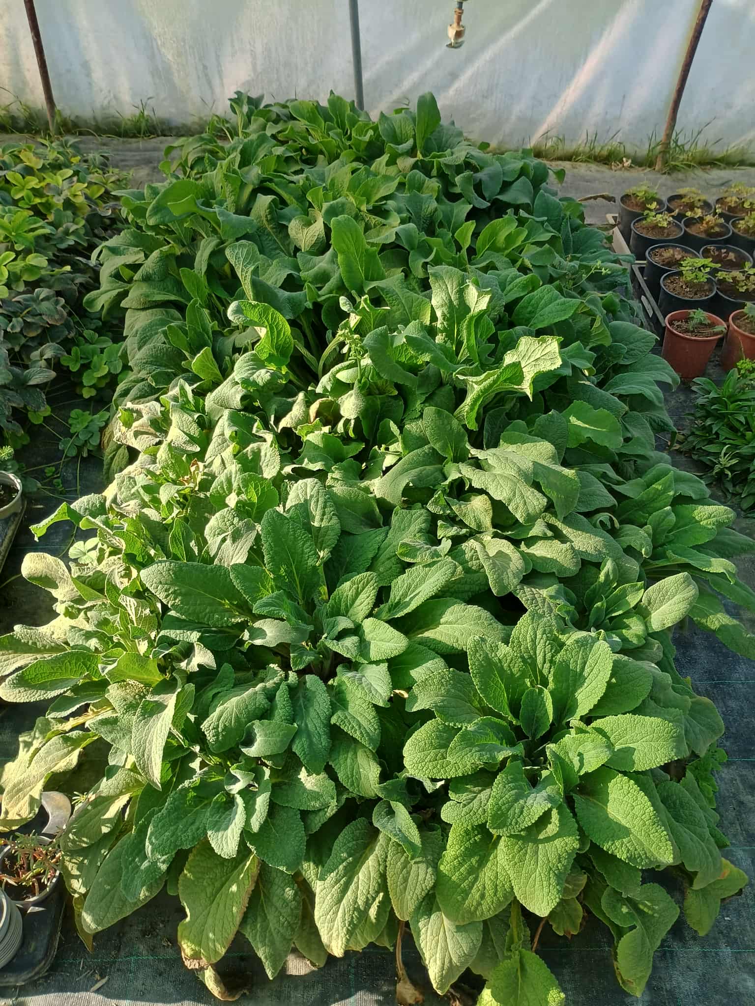 Sansevieria Trifasciata anyósnyelv növény sötétzöld csíkos levelekkel