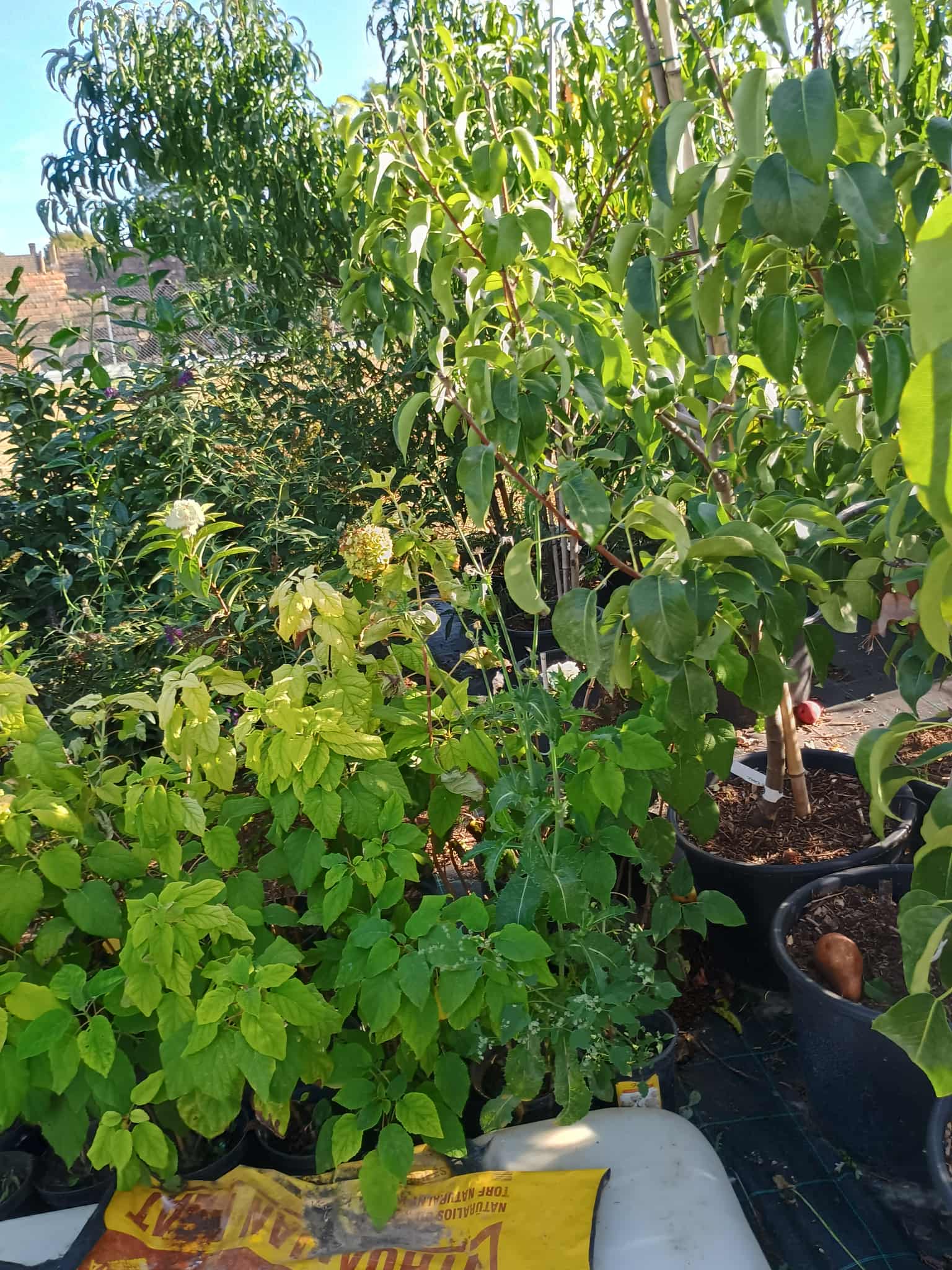 Ezüst Anyósnyelv növény világos, ezüstös levelekkel